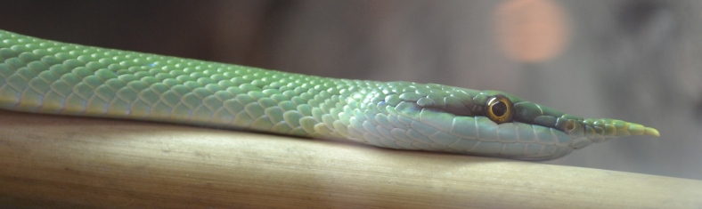 snake-green-1